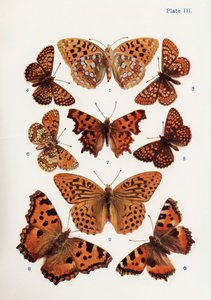 さまざまな種類の蝶、「蝶、蛾、その他の昆虫、田舎の生き物」の本のイラスト、1927年発行